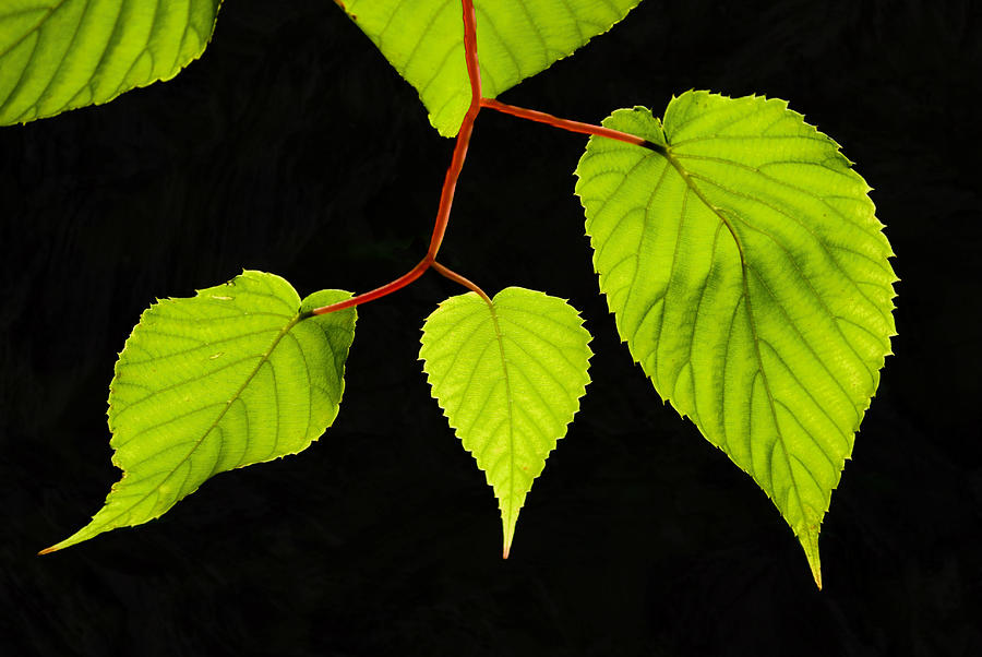 Backlit leaves Photograph by Pete Hemington