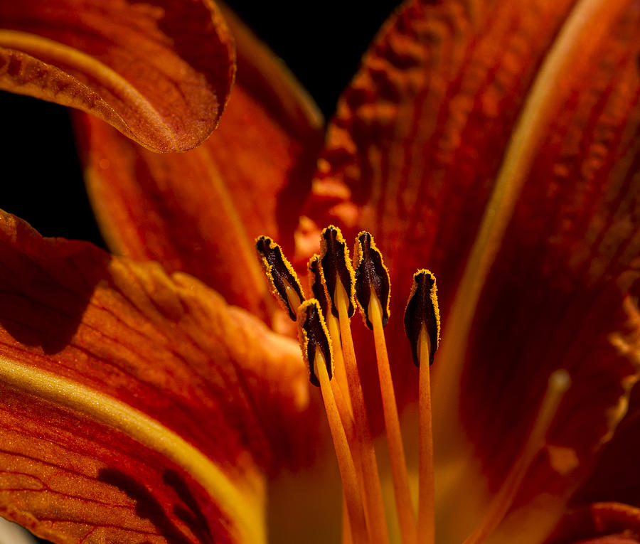 Backlit Lily Photograph by Jean Noren