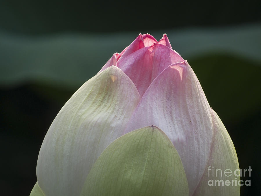 Backlit Lotus Photograph by Lili Feinstein