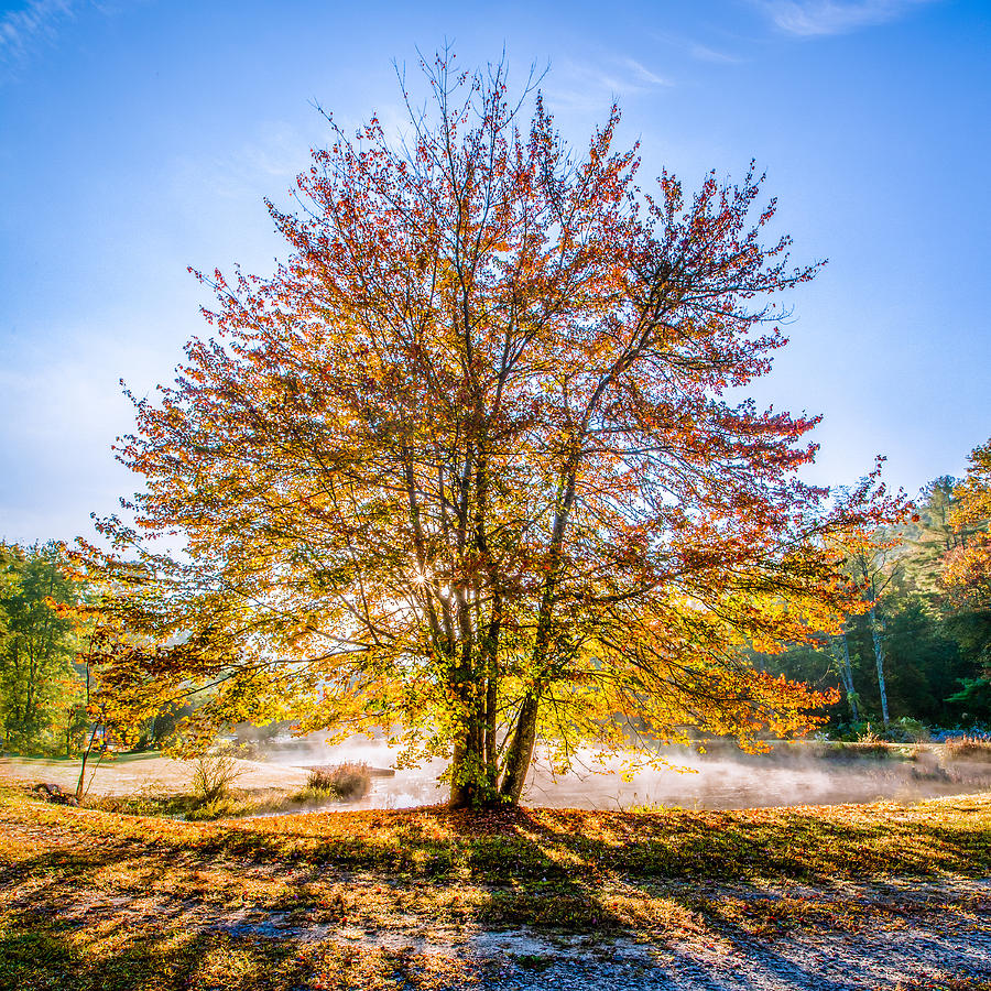 Backlit Maple Photograph by Rob Travis