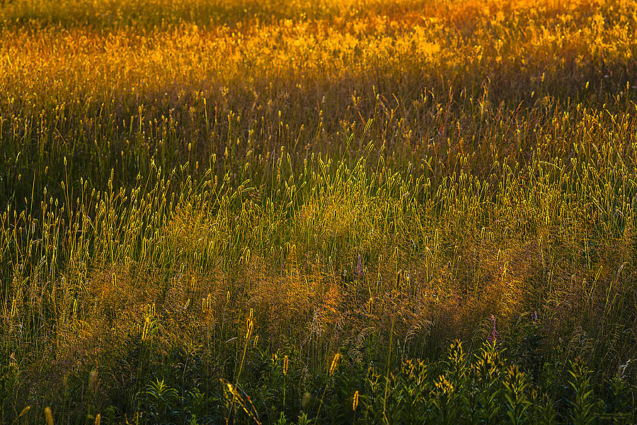 Backlit Meadow Grasses Photograph by Marty Saccone