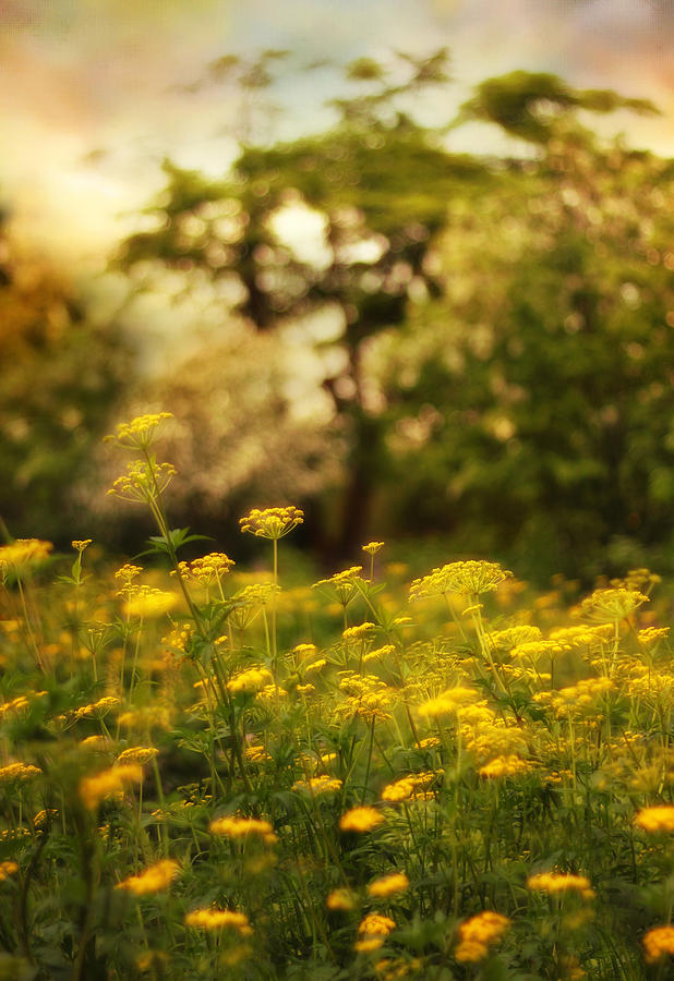 Backlit Meadow Photograph by Jessica Jenney