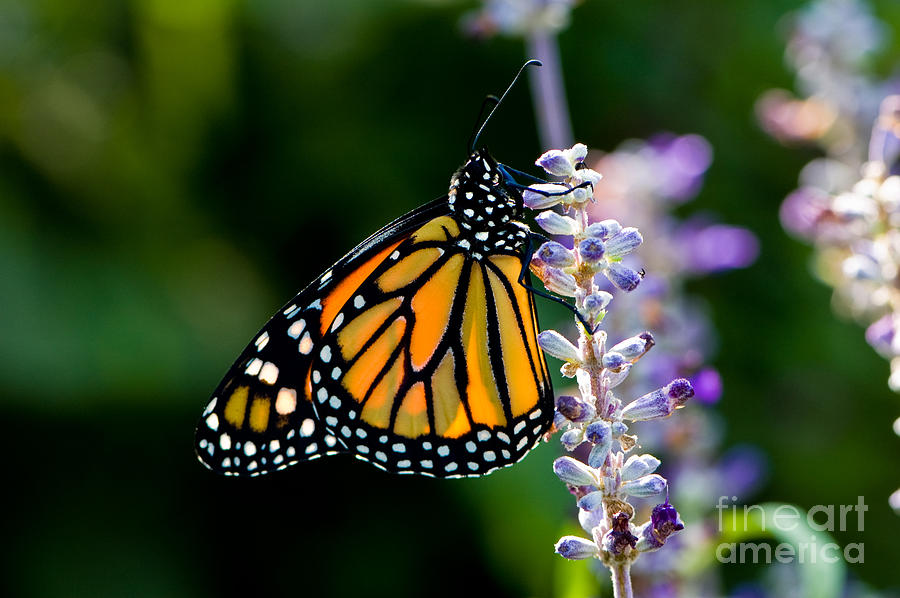 Backlit Monarch Butterfly  Photograph by Oscar Gutierrez
