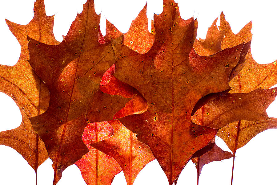 Fall Photograph - Backlit Oak Leaves by Chris Bordeleau