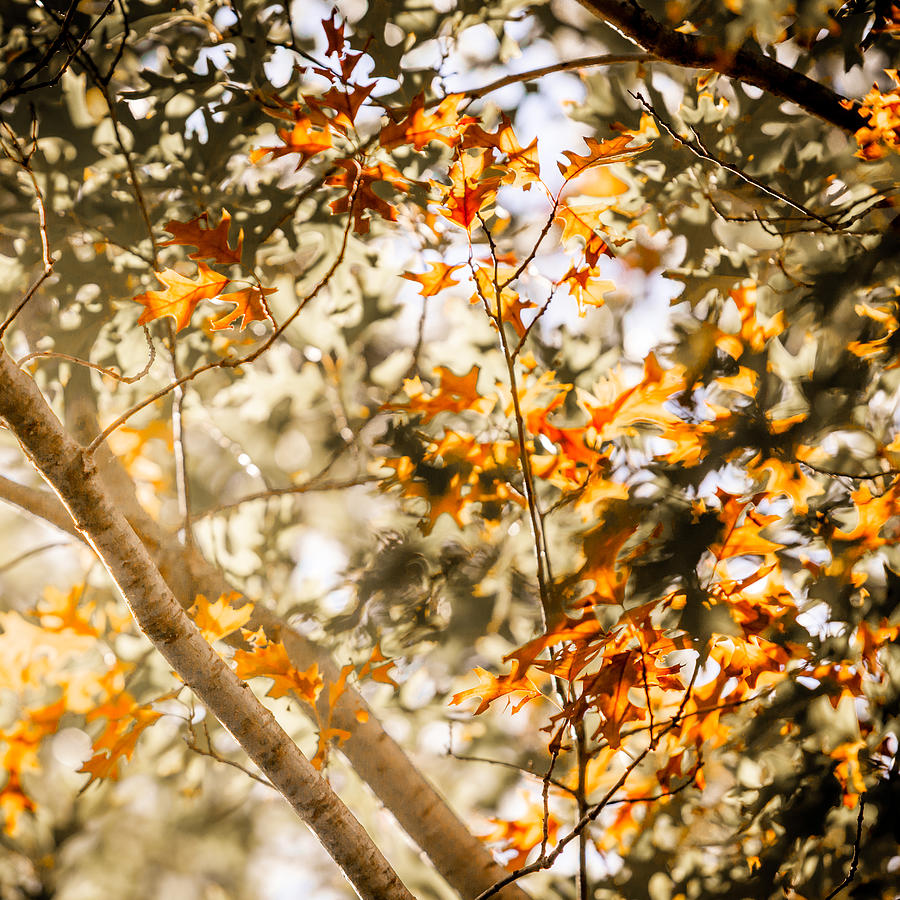 Backlit Oak Photograph by Melinda Ledsome