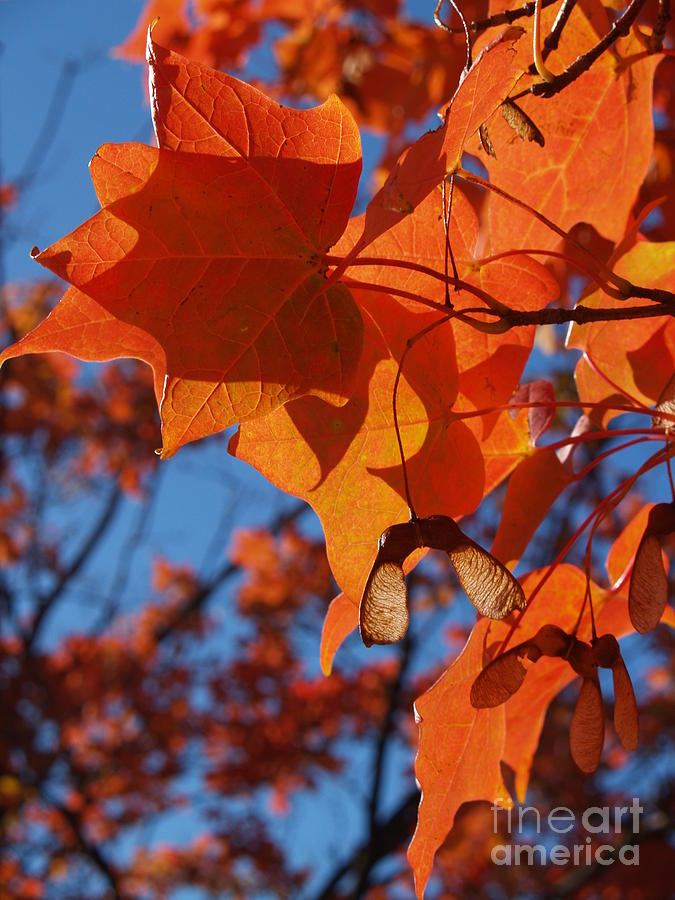Backlit Orange Sugar Maple Leaves Photograph by Anna Lisa Yoder