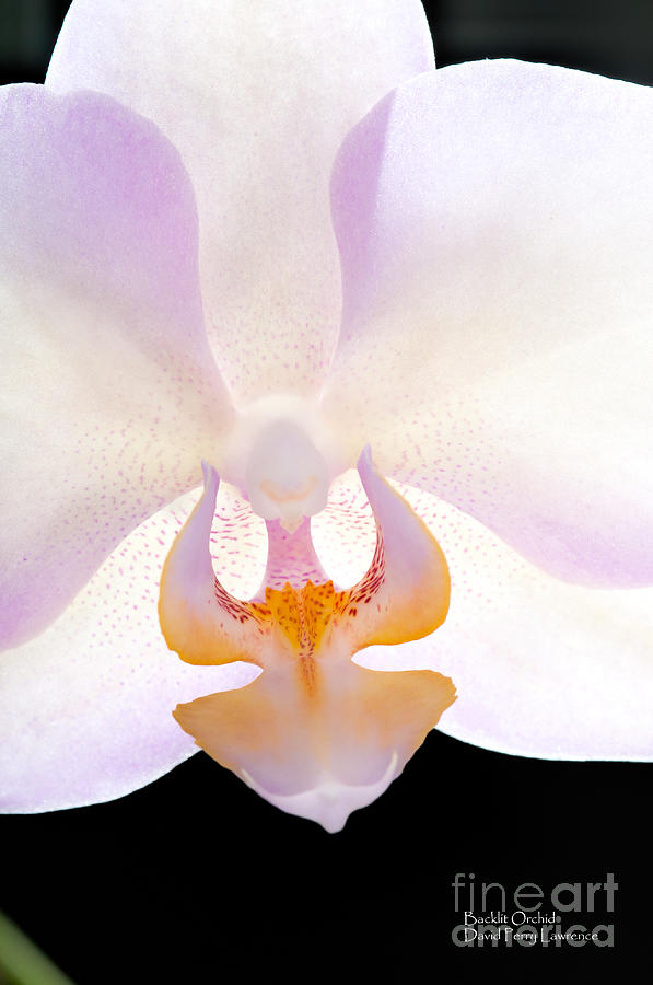 Orchid Photograph - Backlit Orchid by David Perry Lawrence