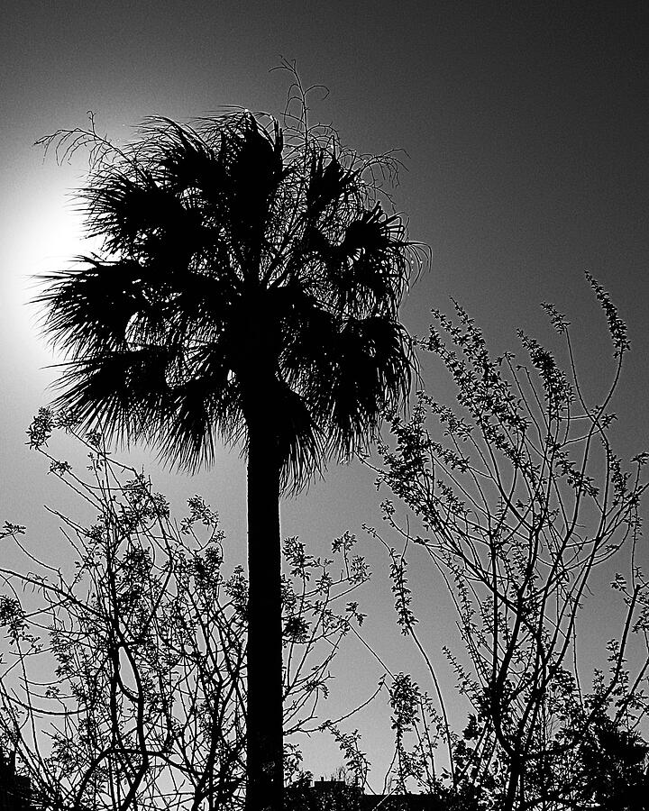 Backlit Palm And Grasses Photograph