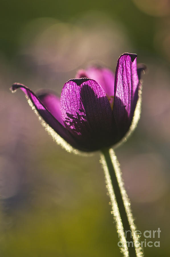 Backlit Pasque Flower Photograph by Sharon Talson