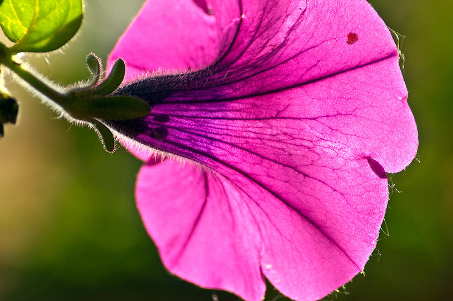 Backlit Petunia  Photograph by Eric Rundle
