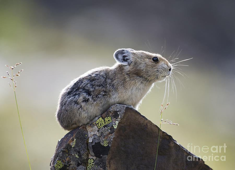 Backlit Pika Photograph by Shannon Carson