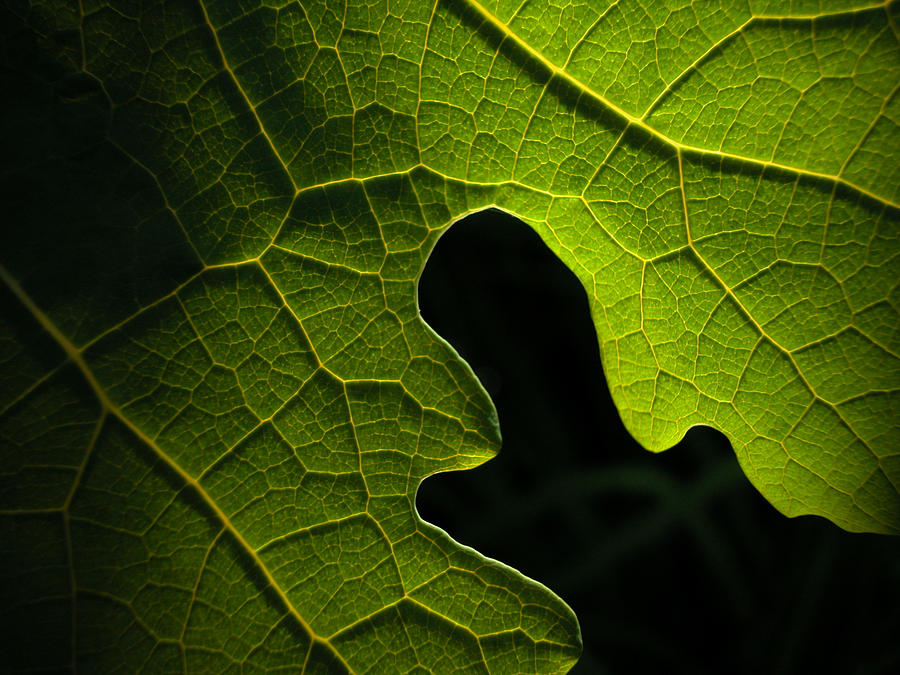 Backlit Plume Poppy Leaf Photograph by Rob Huntley