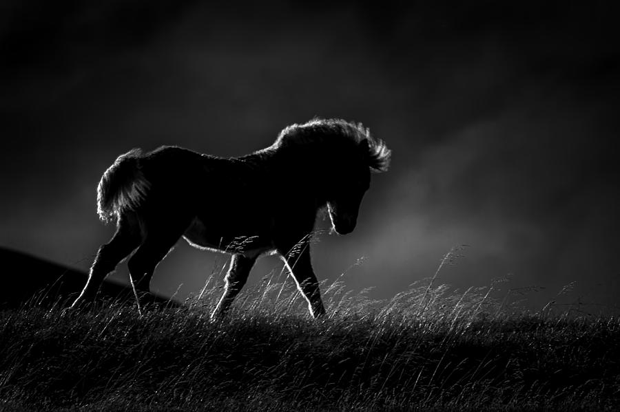 Horse Photograph - Backlit Pony in BW  7621bw   by Karen Celella