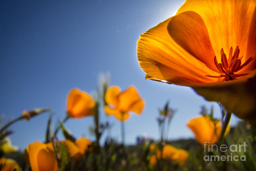 Backlit Poppies Photograph by Timothy Hacker