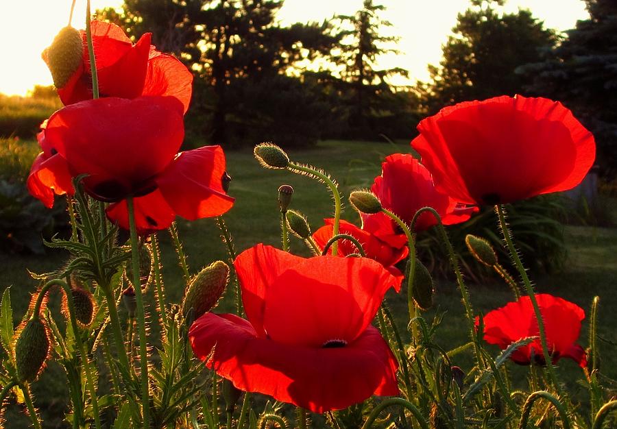 Backlit Red Poppies Photograph by Mary Wolf