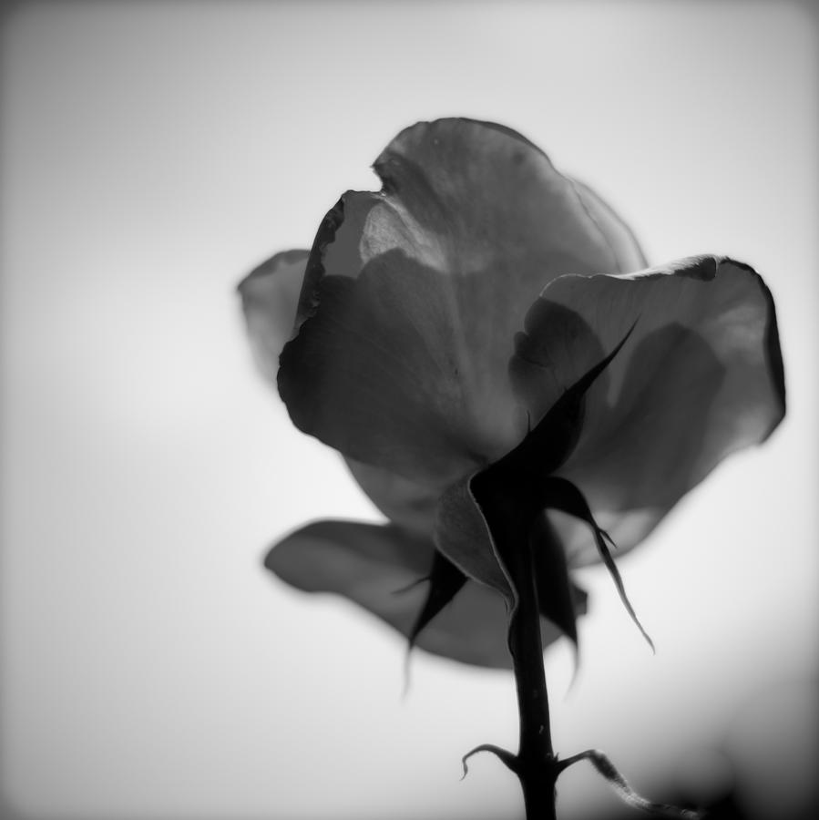 Backlit Rose Black and White Photograph by Ron White