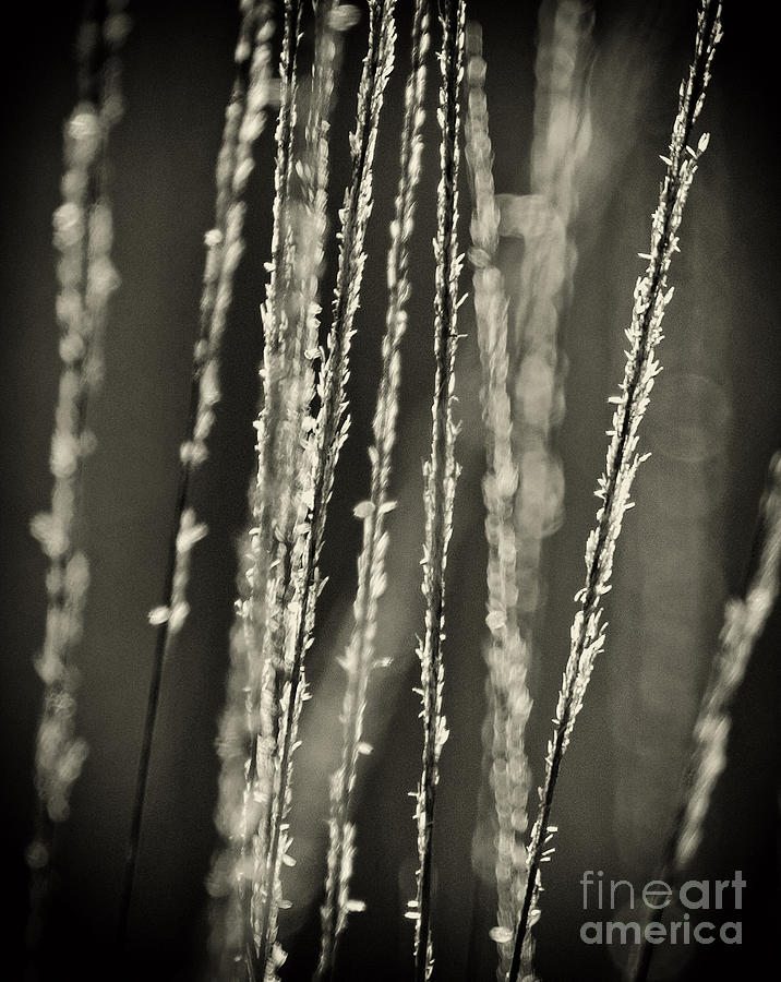 Backlit Sepia Toned Wild Grasses in Black And White Photograph by Dave Welling