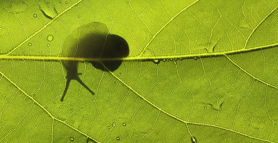 Backlit Snail Through A Green Leaf Photograph by Photostock-israel/science Photo Library