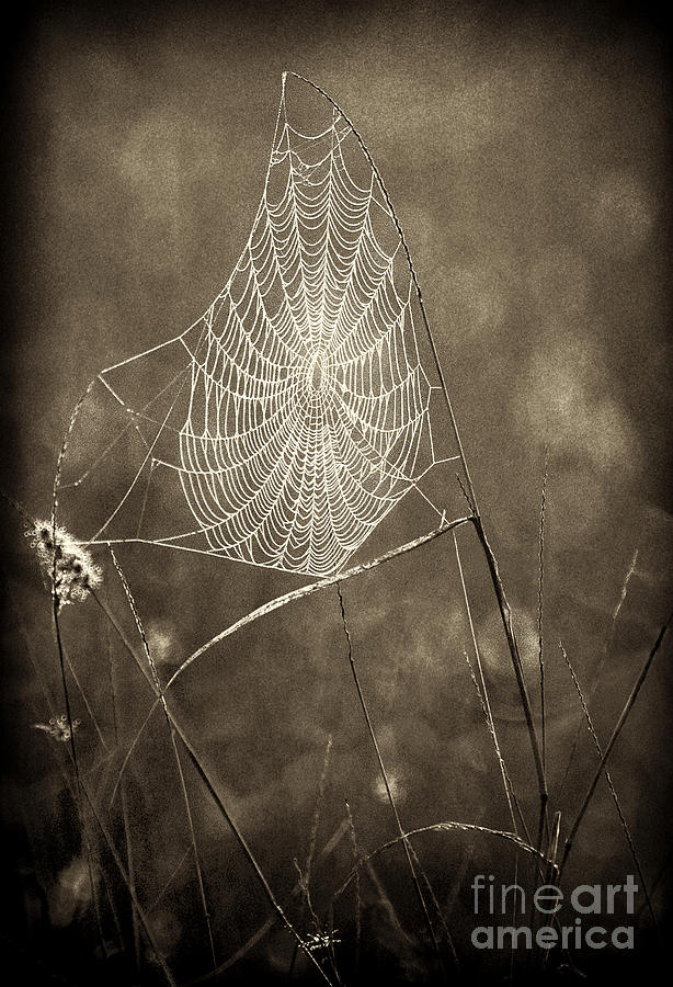 Backlit Spider Web in Sepia Tones Photograph by Dave Welling