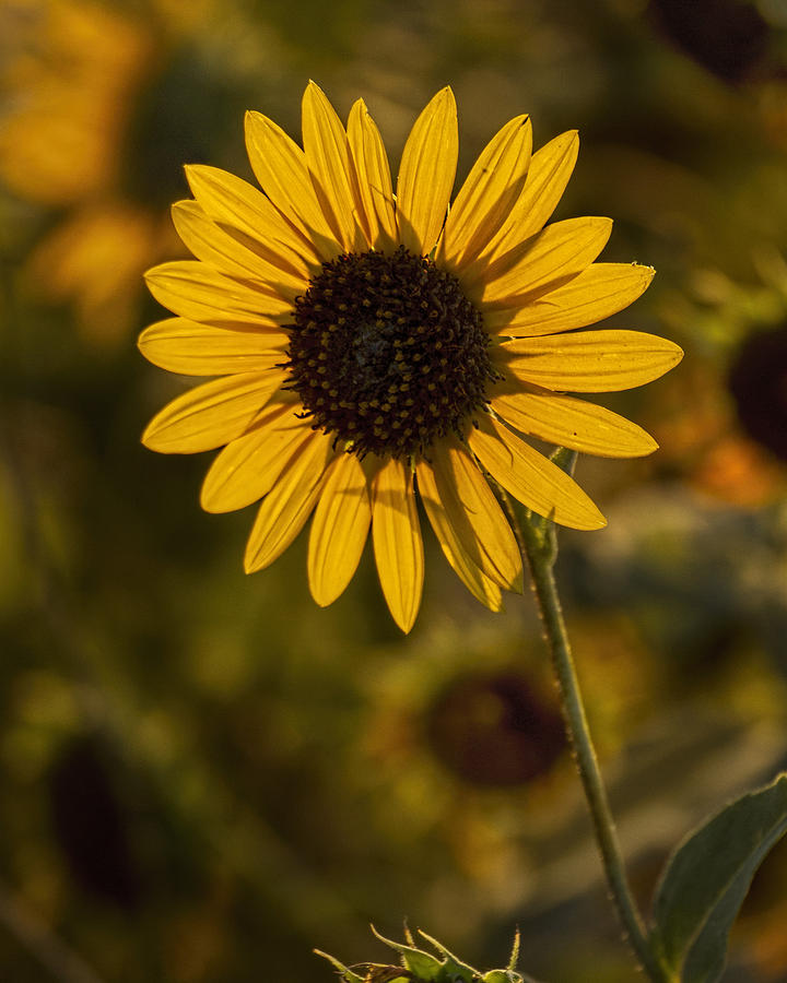 Backlit Sunflower 2 Photograph by Rob Graham