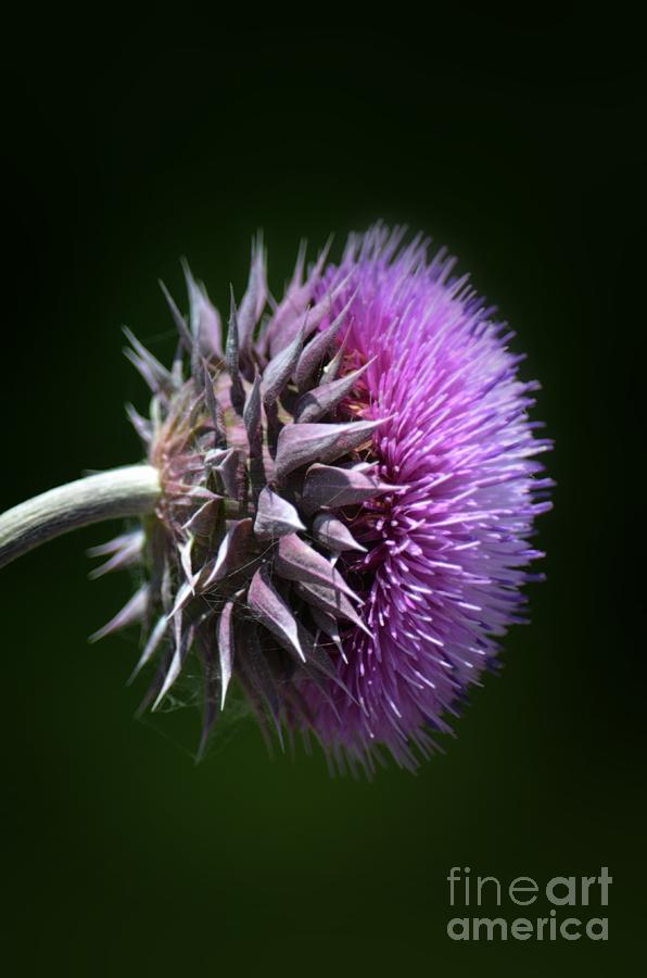 Flower Photograph - Backlit Thistle by Maria Urso