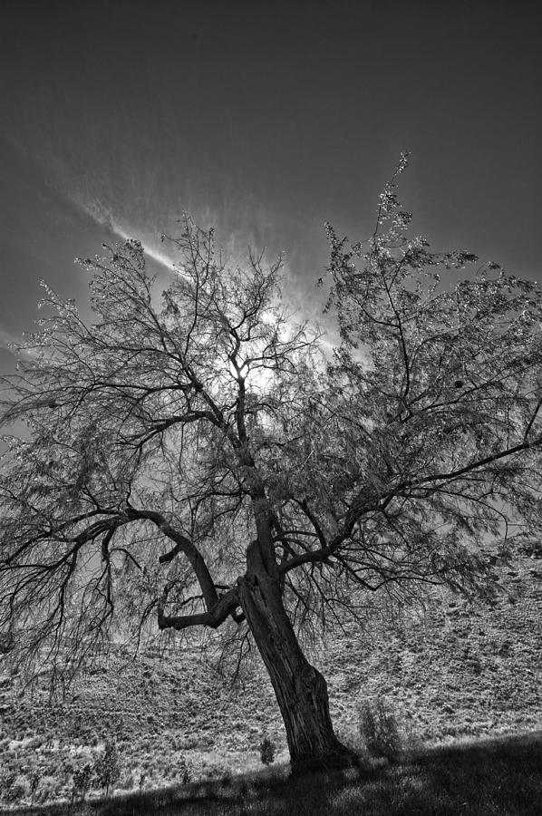 Backlit Tree Photograph by Allan Van Gasbeck