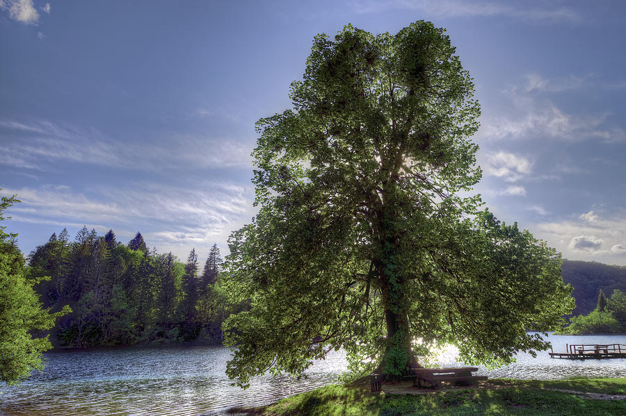 Backlit tree Photograph by Ivan Slosar