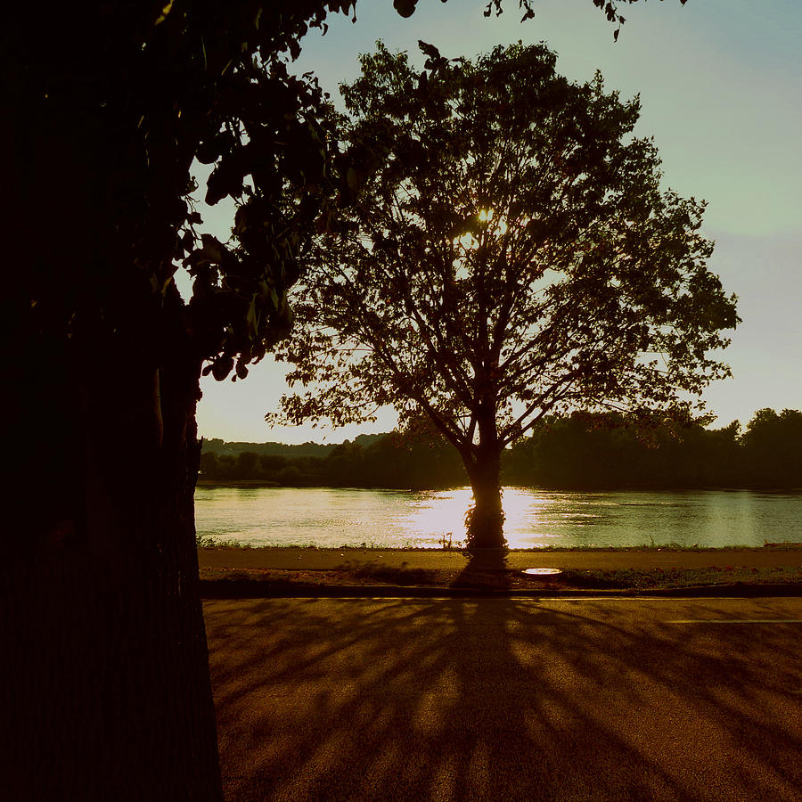 Backlit Tree Photograph by Joseph Skompski