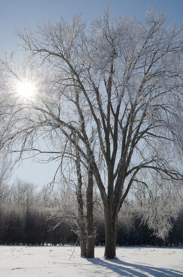 Backlit Tree with Hoar Frost Photograph by Rob Huntley
