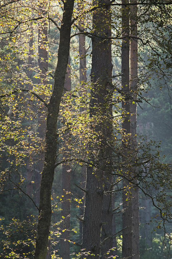 Backlit Trees Photograph by David Taylor - Fine Art America