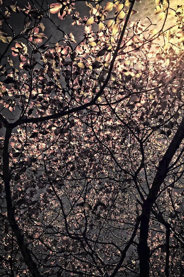 Backlit Trees in Sunrise Photograph by Femina Photo Art By Maggie