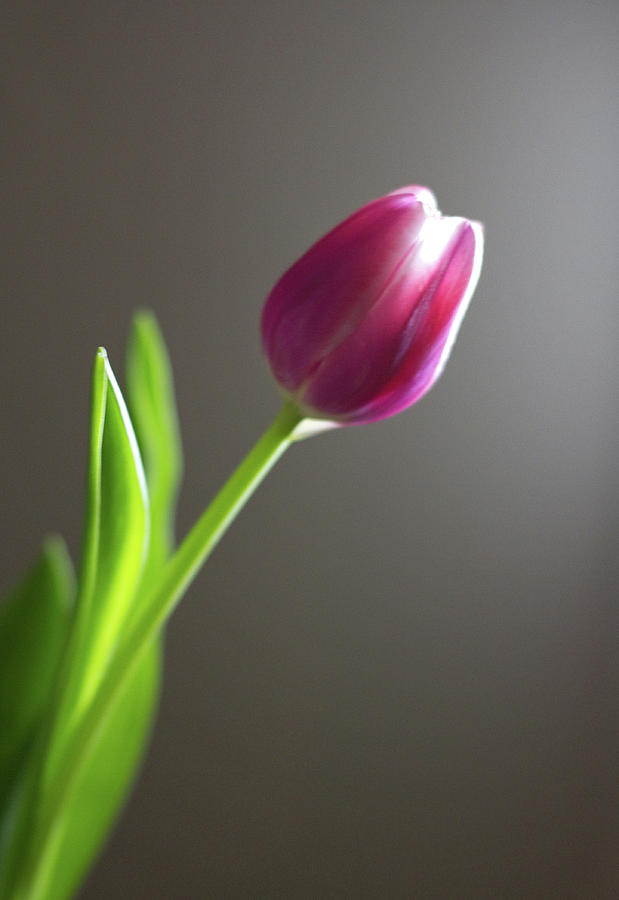 Backlit Tulip Photograph by Sarahb Photography