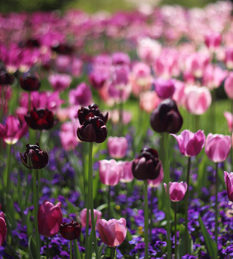 Backlit Tulips Photograph By Jessica Jenney - Fine Art America