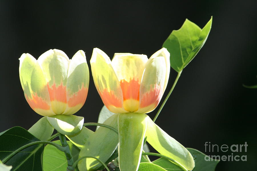 Backlit tulips Photograph by Jim Gillen
