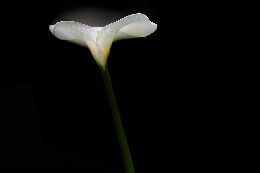 Backlit White Calla Lily Photograph