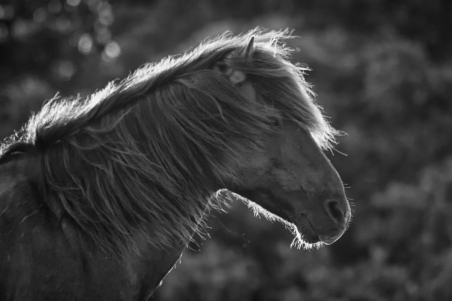 Backlit Wild Horse in Black and White Photograph by Bob Decker