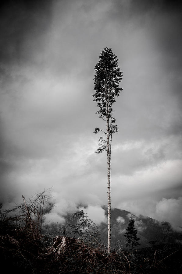 Lone Tree Landscape  Photograph by Roxy Hurtubise