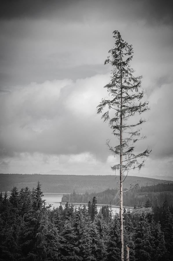 Tall Tree View Photograph