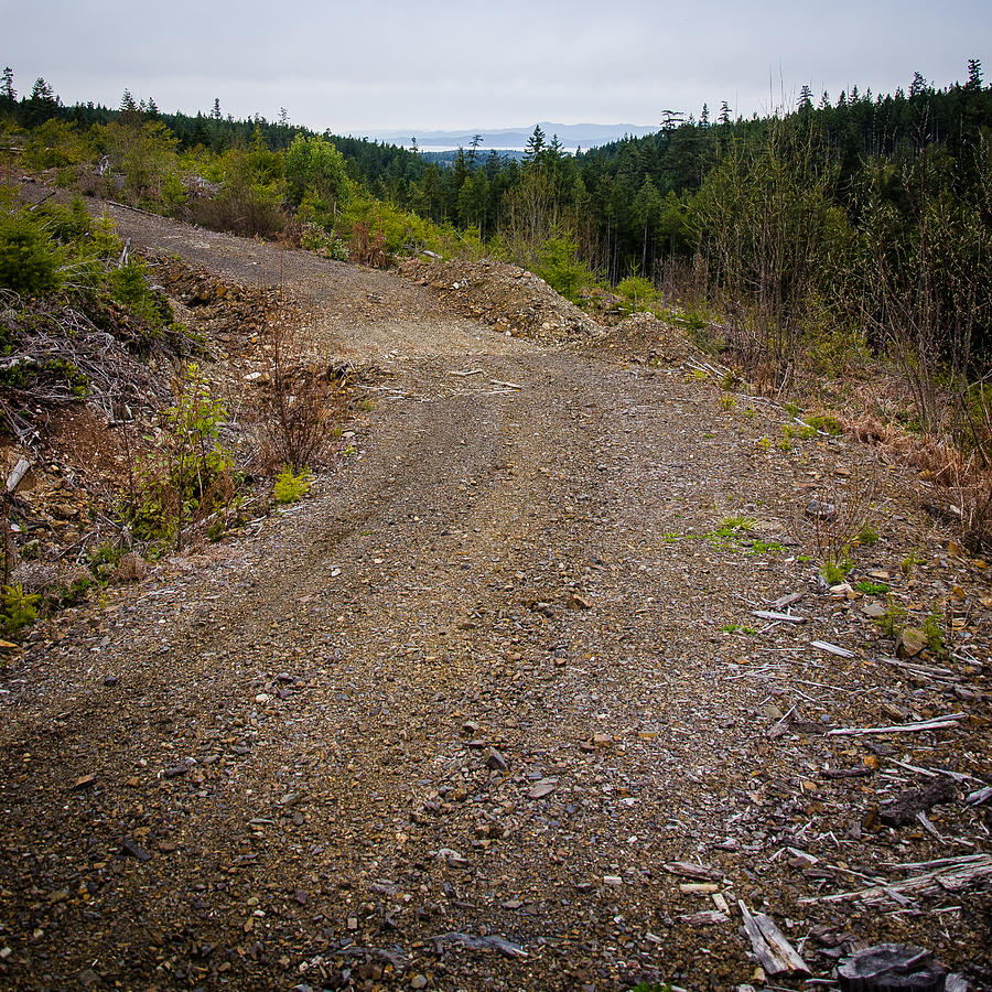 4x4 Logging Road to Adventure Photograph by Roxy Hurtubise