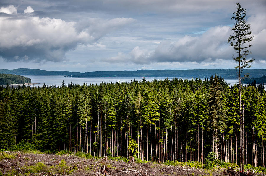 Logging Road Landscape Photograph by Roxy Hurtubise