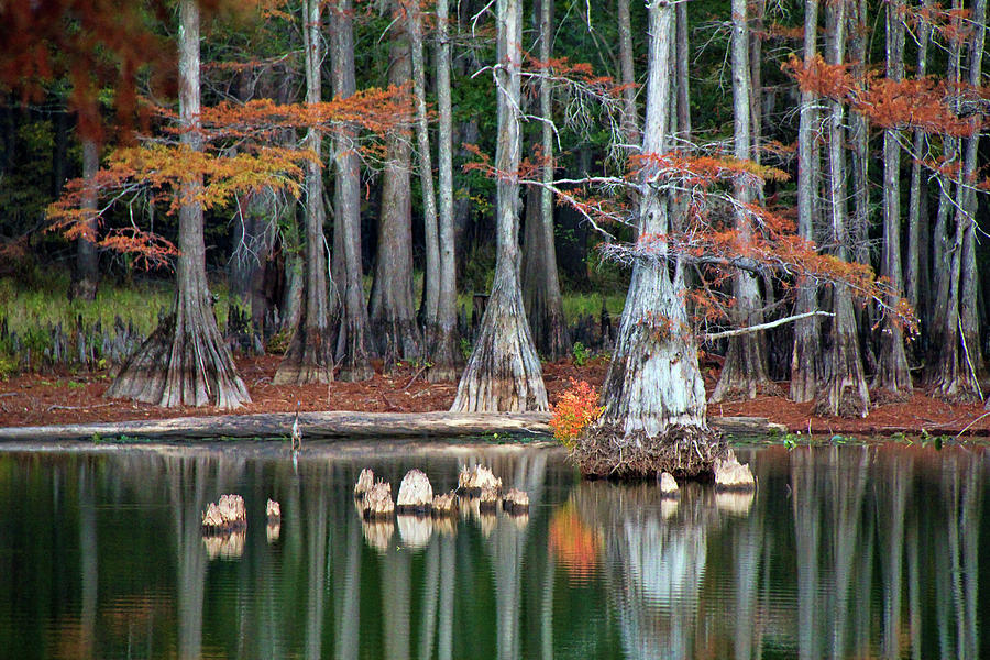 Backwaters Photograph by Lana Trussell