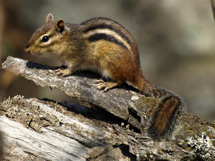 Backwoods Chipmunk Photograph by James Peterson