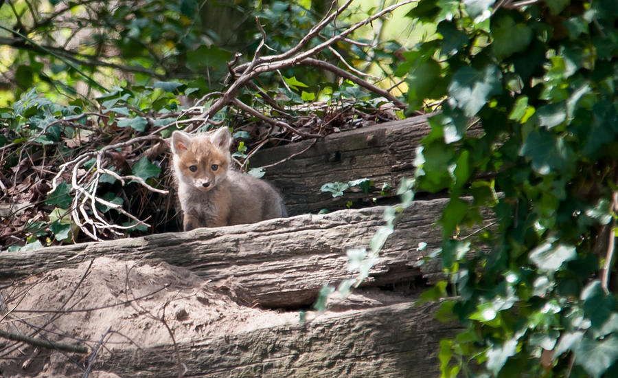 Backyard Baby Fox Photograph by Stacy Abbott