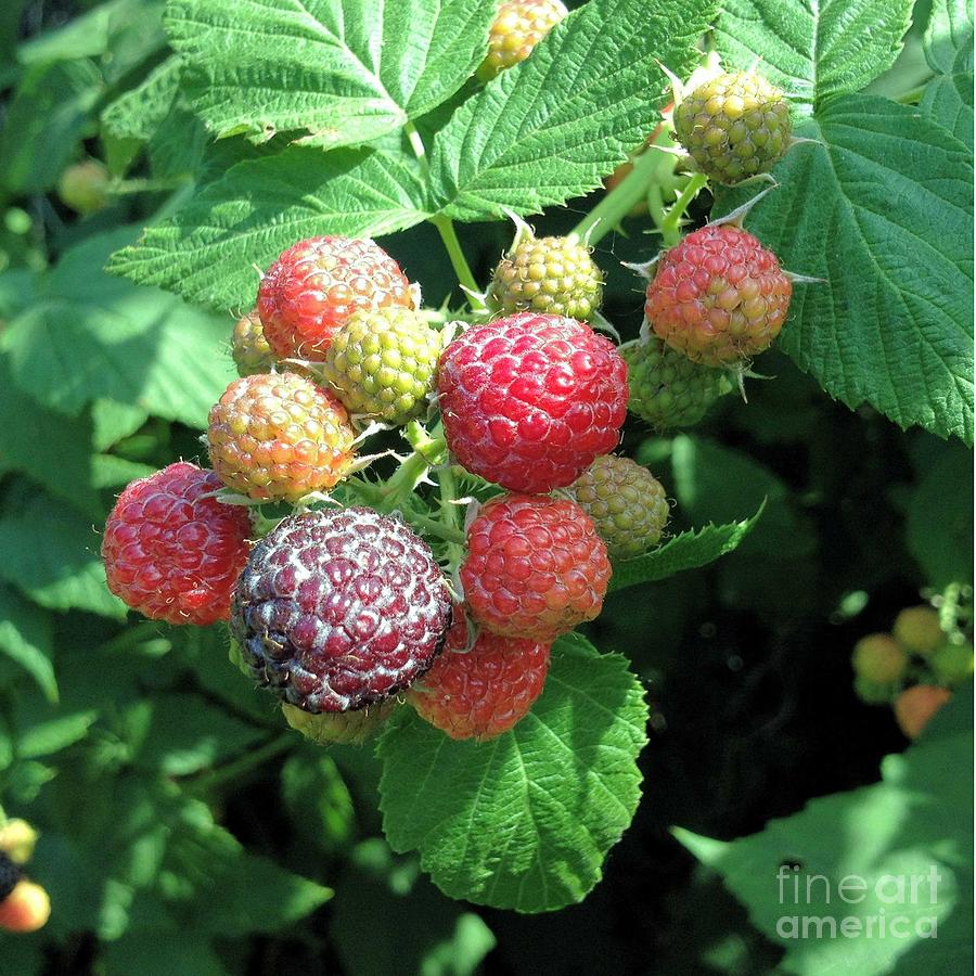 Raspberry Photograph - Fruit- Black Raspberries - Luther Fine Art by Luther Fine Art
