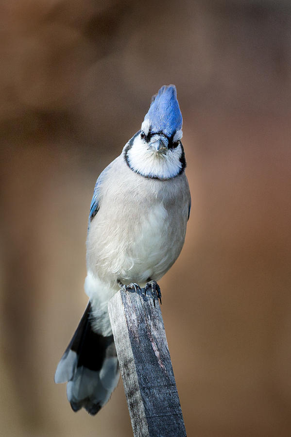 Blue Jay Photograph - Backyard Birds Blue Jay by Bill Wakeley