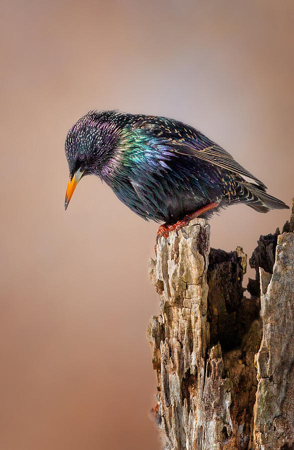 Starlings Photograph - Backyard Birds European Starling by Bill Wakeley