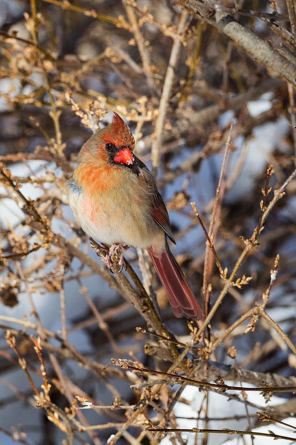 Cardinal Photograph - Backyard Birds Female Nothern Cardinal by Bill Wakeley