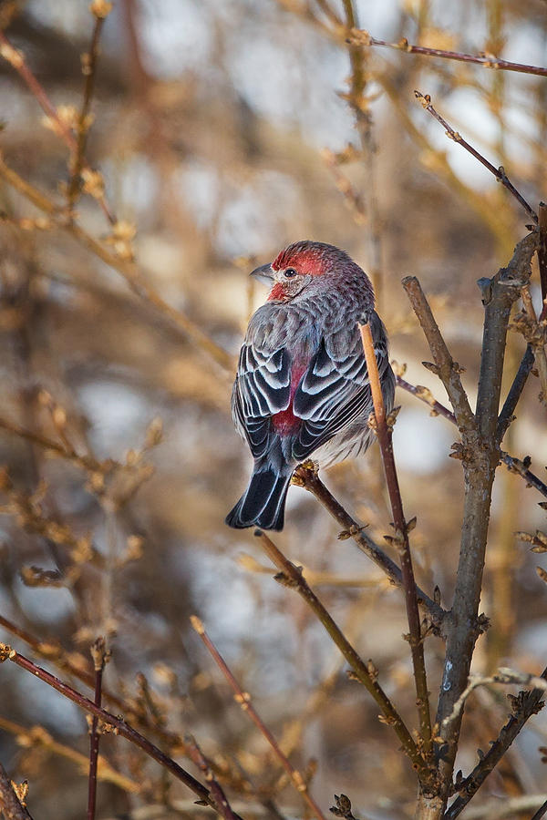 Finch Photograph - Backyard Birds House Finch by Bill Wakeley