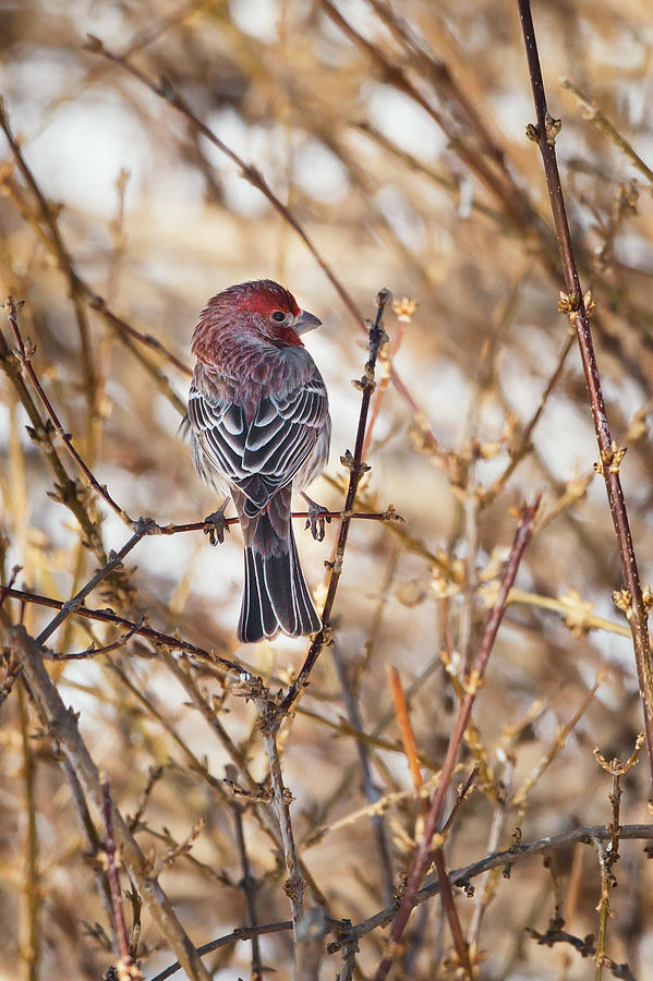 Finch Photograph - Backyard Birds Male House Finch by Bill Wakeley