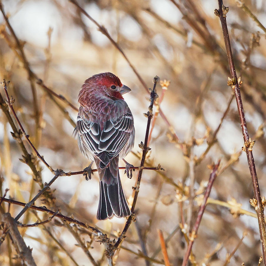 Finch Photograph - Backyard Birds Male House Finch Square by Bill Wakeley